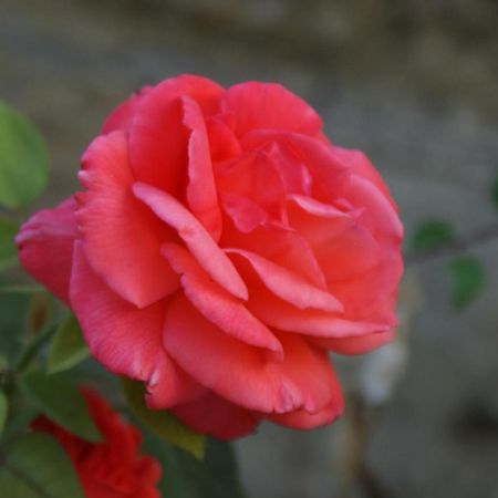 Romantic Gite Nr St Emilion With Private Pool And Views To Die For Pujols  Екстер'єр фото