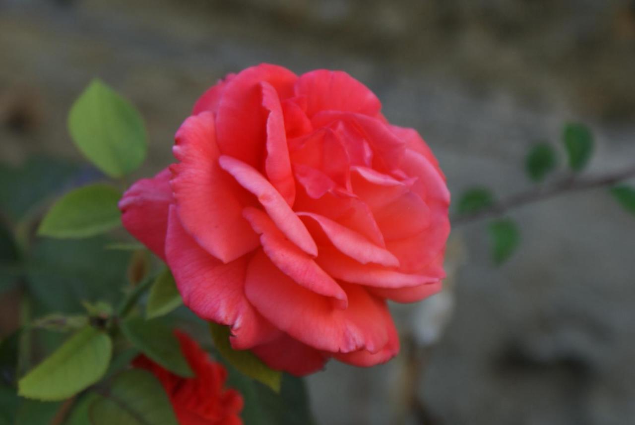 Romantic Gite Nr St Emilion With Private Pool And Views To Die For Pujols  Екстер'єр фото